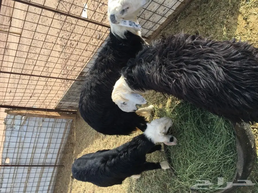 خرفان نجد للبيع (image 4)