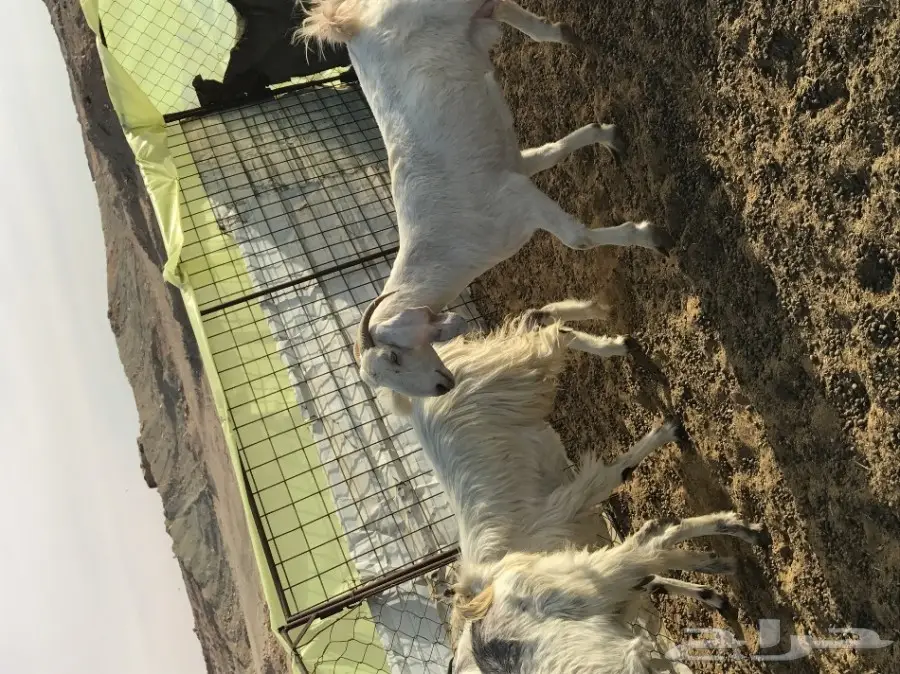 معزا ولد (image 8)