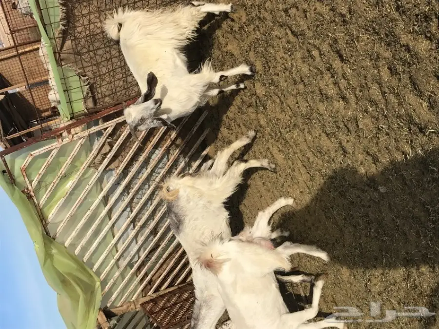 معزا ولد (image 9)