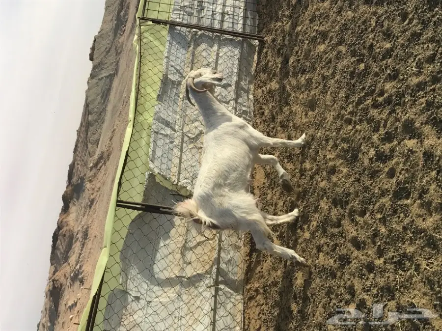 معزا ولد (image 12)