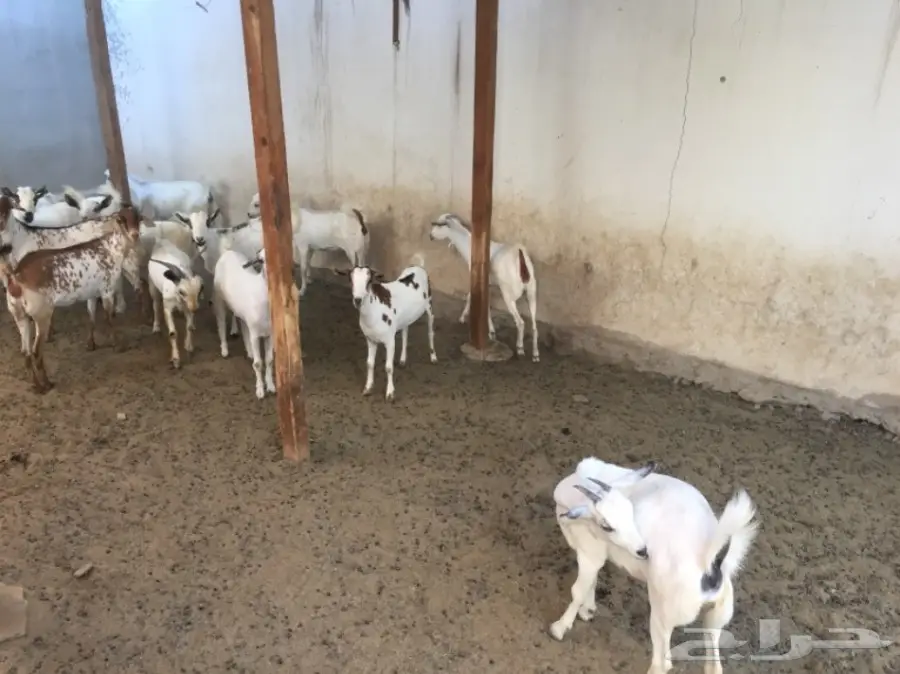 مزاد لاعلى سومه بيشيات جفار  (image 1)