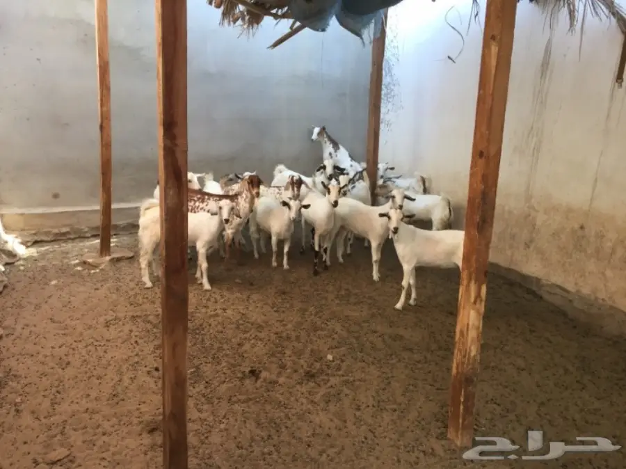 مزاد لاعلى سومه بيشيات جفار  (image 2)