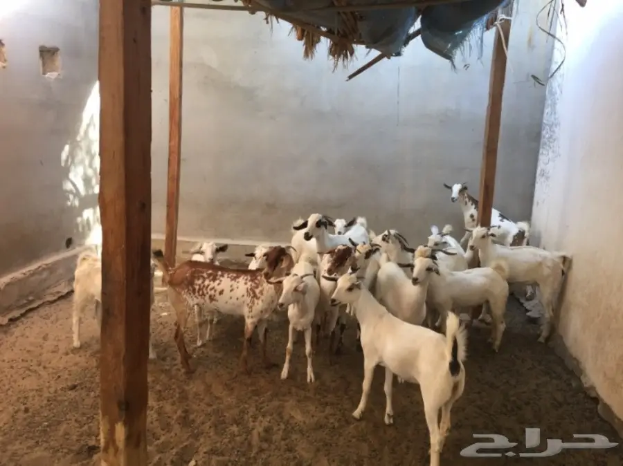 مزاد لاعلى سومه بيشيات جفار  (image 4)