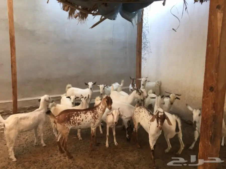 مزاد لاعلى سومه بيشيات جفار  (image 5)