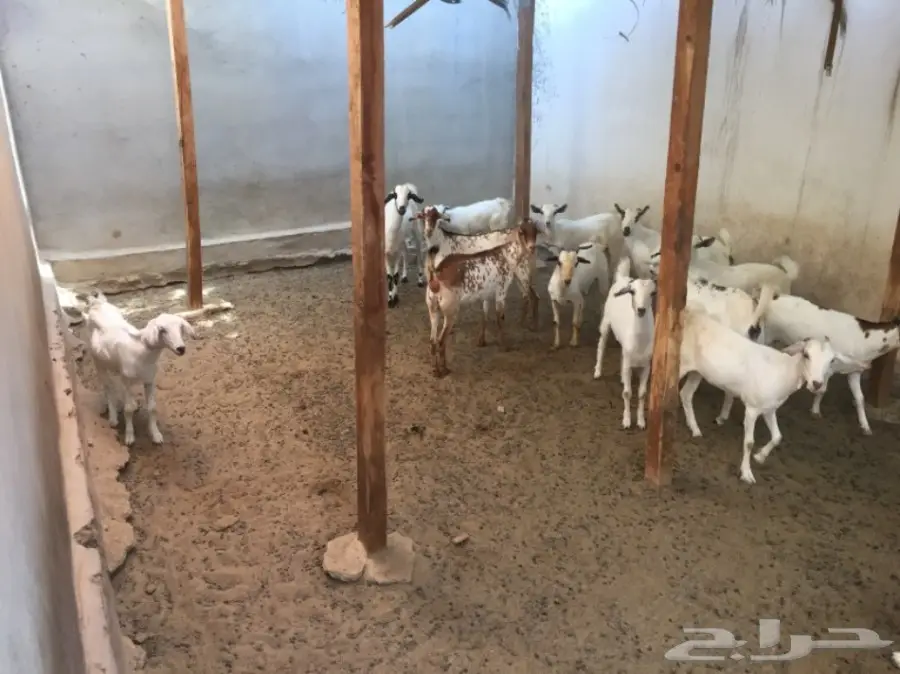 مزاد لاعلى سومه بيشيات جفار  (image 6)