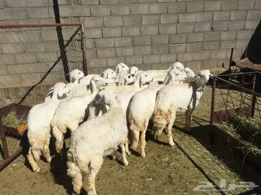 غنم للبيع - رخال للبيع  (image 4)