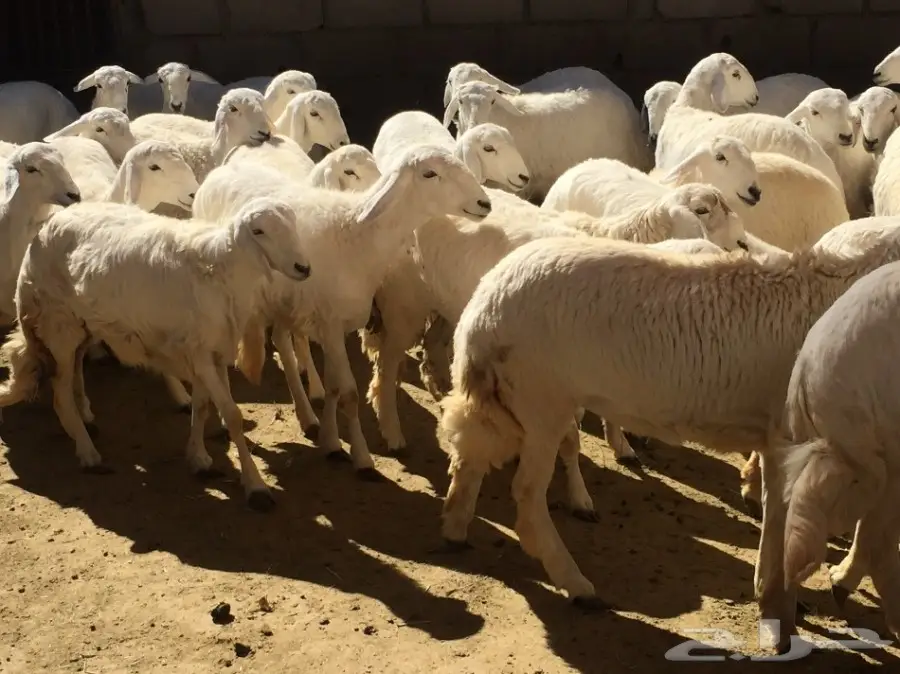 غنم للبيع - رخال للبيع  (image 13)