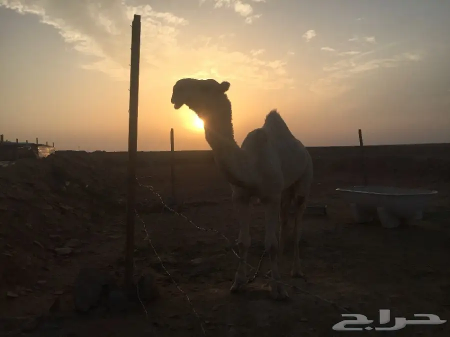 معزا طيبه للبدل. بأبل