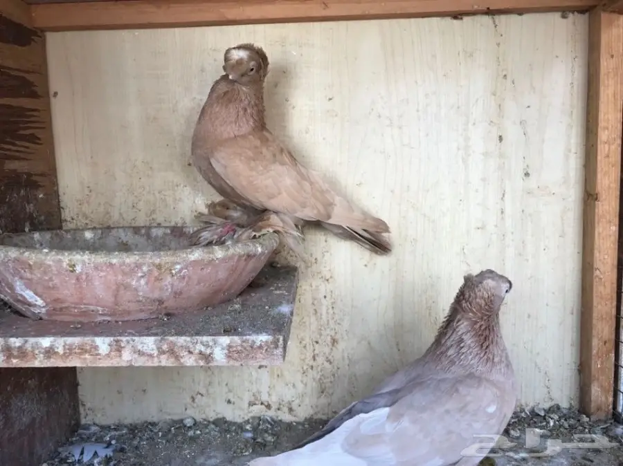 اوزبك (image 1)