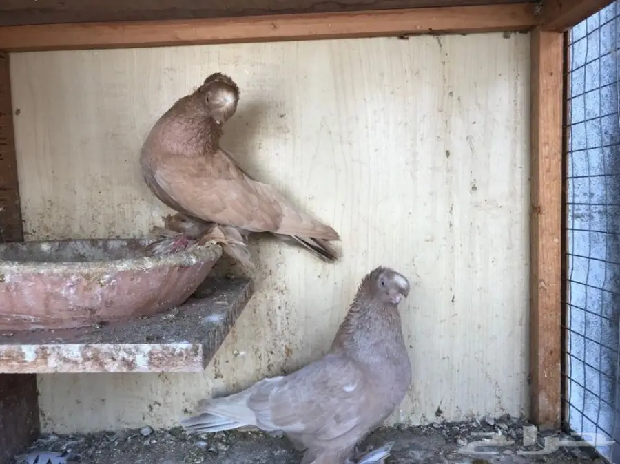 اوزبك (image 2)