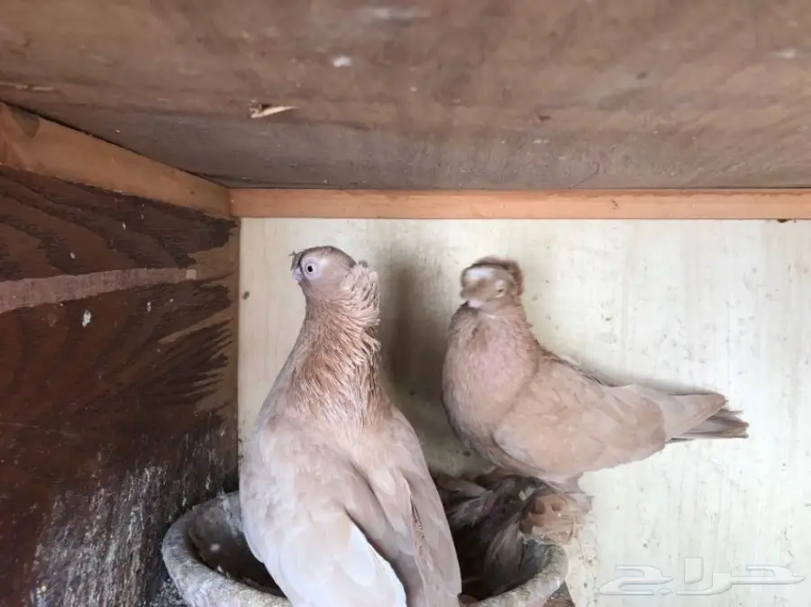 اوزبك (image 3)