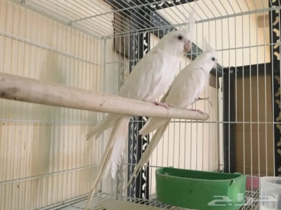 تصفيه اجواز كروانات منتجه والبيع جمله (image 1)