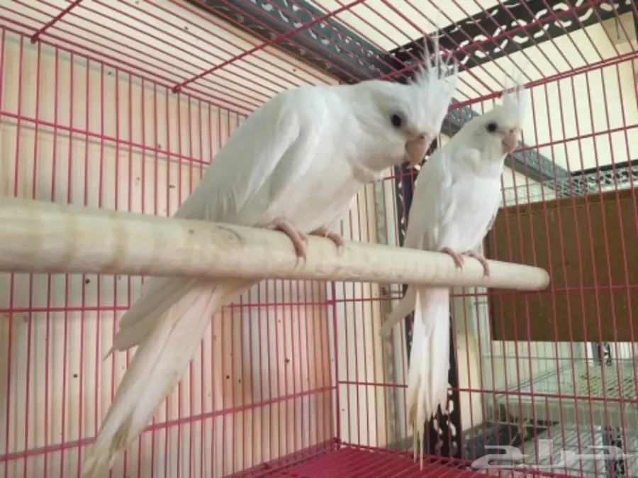 تصفيه اجواز كروانات منتجه والبيع جمله (image 2)