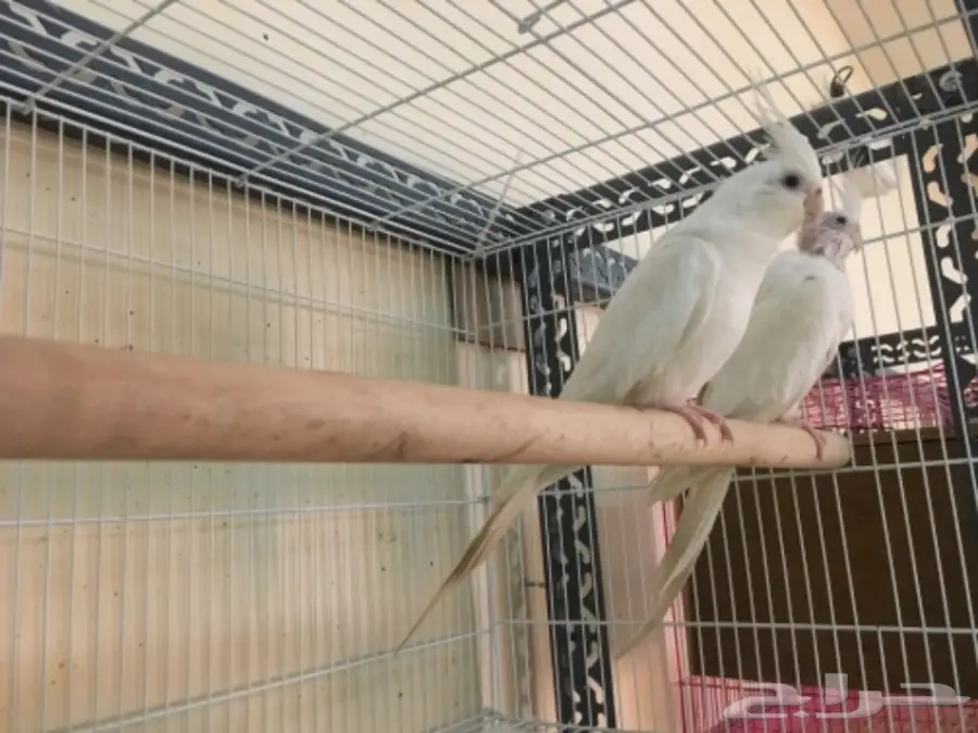 تصفيه اجواز كروانات منتجه والبيع جمله (image 3)