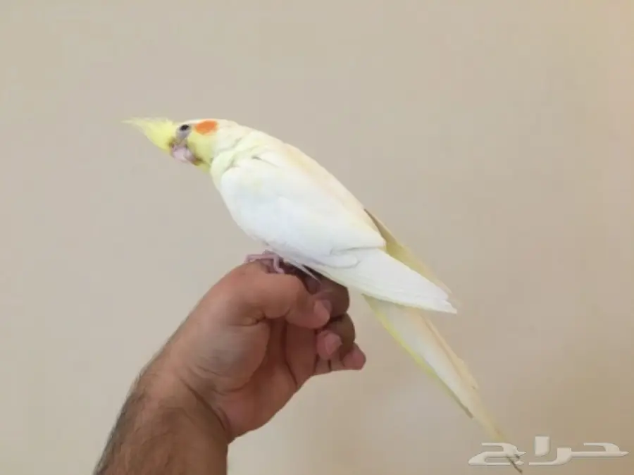 تصفيه اجواز كروانات منتجه والبيع جمله (image 6)