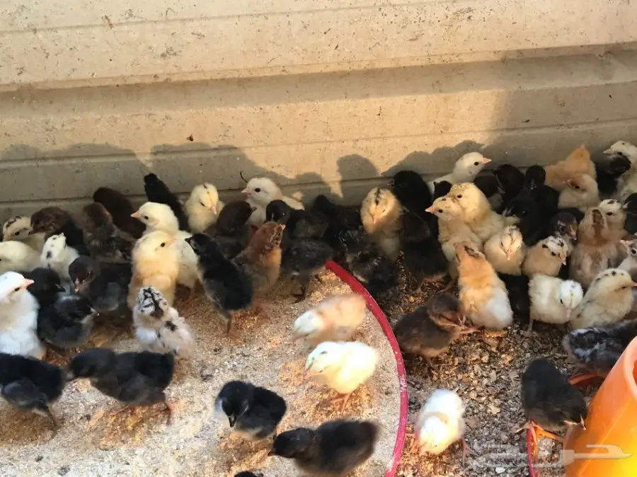 صوص عمر من اربع ايام الى عشر ايام (image 1)