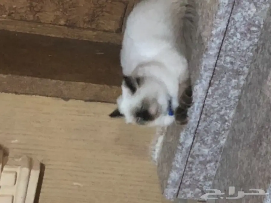 قطه هملايا للبيع 