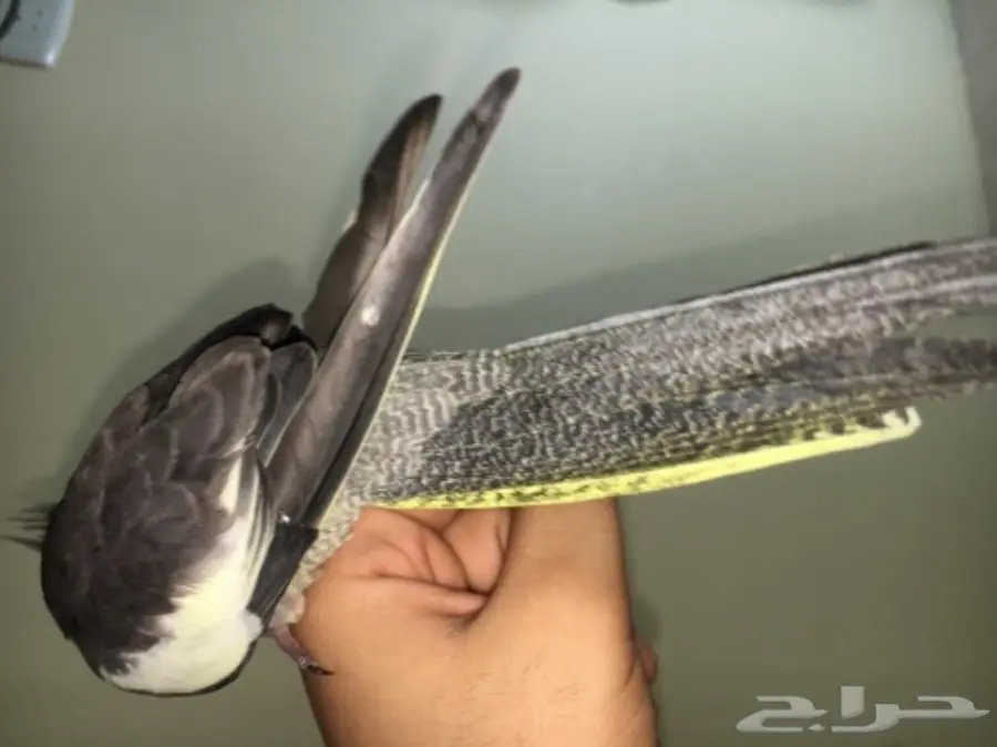 ببغاء كروان للبيع