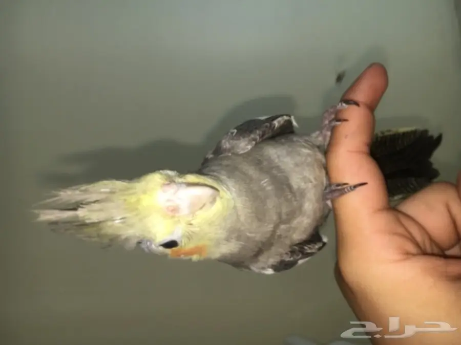 ببغاء كروان للبيع (image 1)