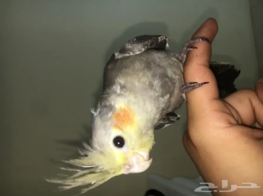 ببغاء كروان للبيع (image 2)