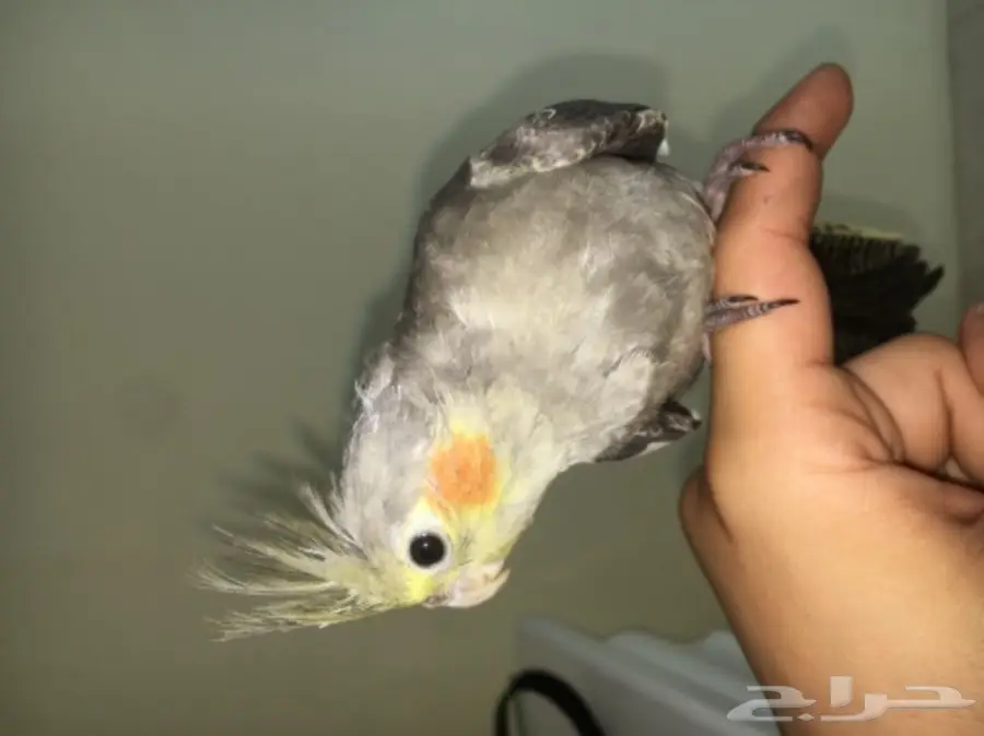ببغاء كروان للبيع (image 3)
