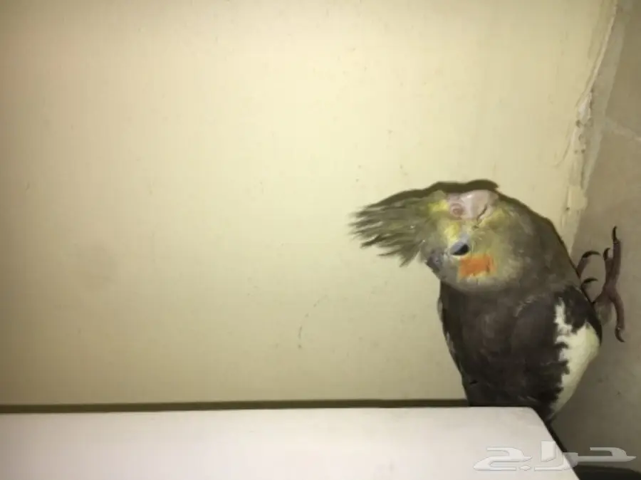 ببغاء كروان للبيع (image 4)