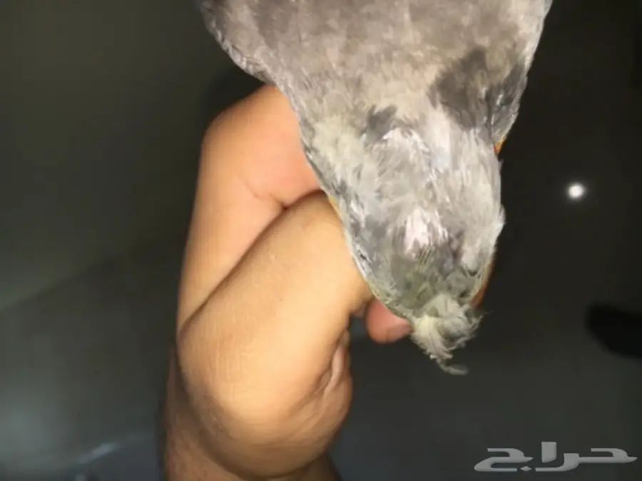 ببغاء كروان للبيع (image 5)