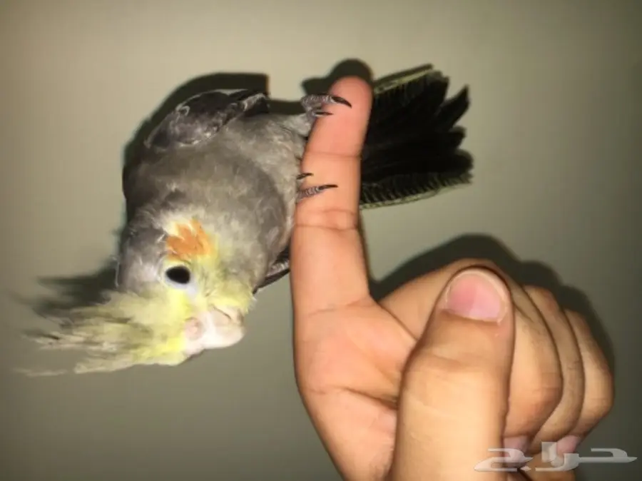 ببغاء كروان للبيع (image 6)