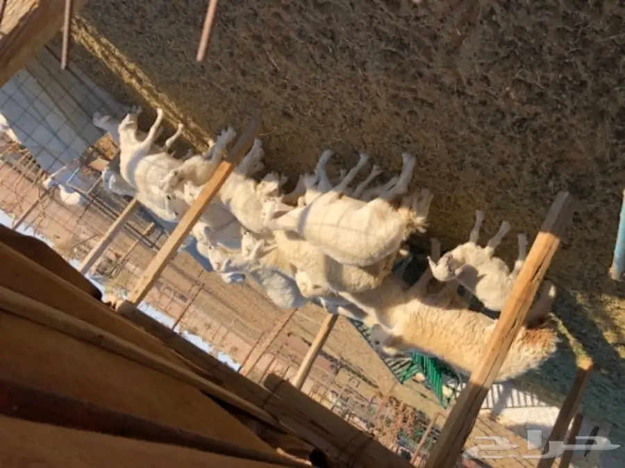 غنم للبيع عاجل أو البدل