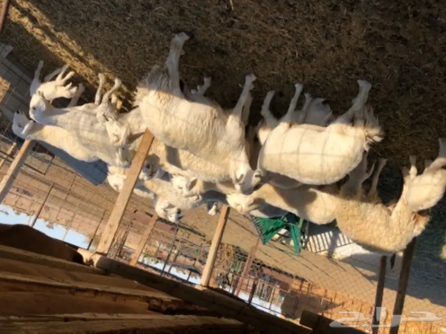 غنم للبيع عاجل أو البدل (image 1)