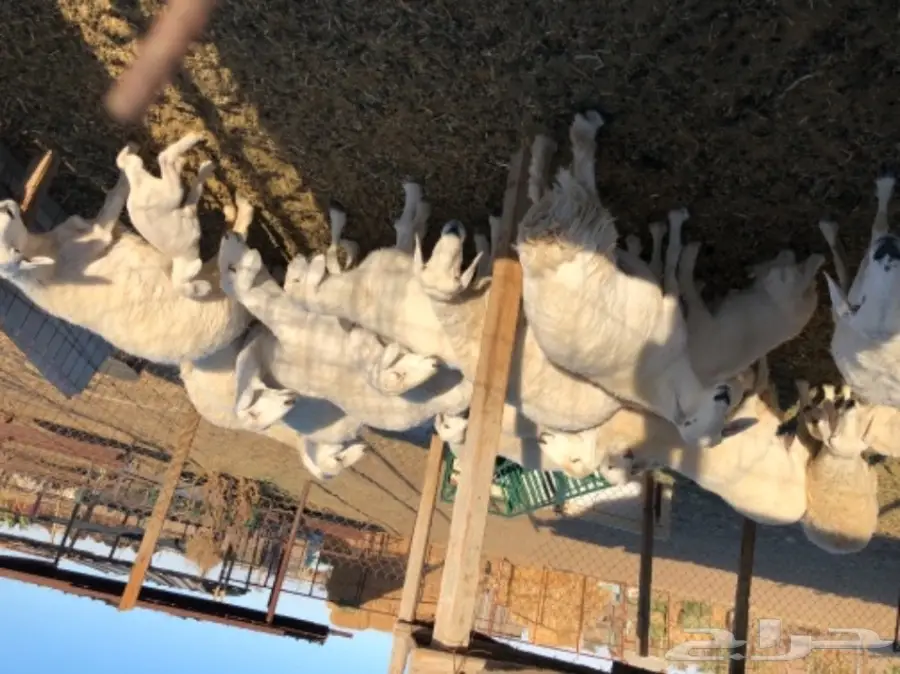 غنم للبيع عاجل أو البدل (image 2)