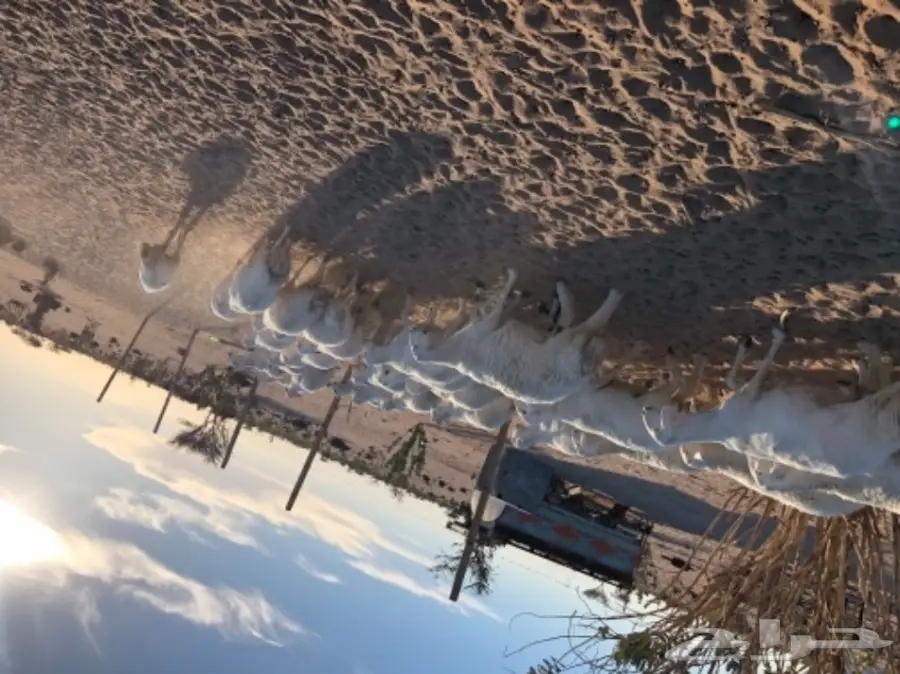 غنم للبيع عاجل أو البدل (image 3)