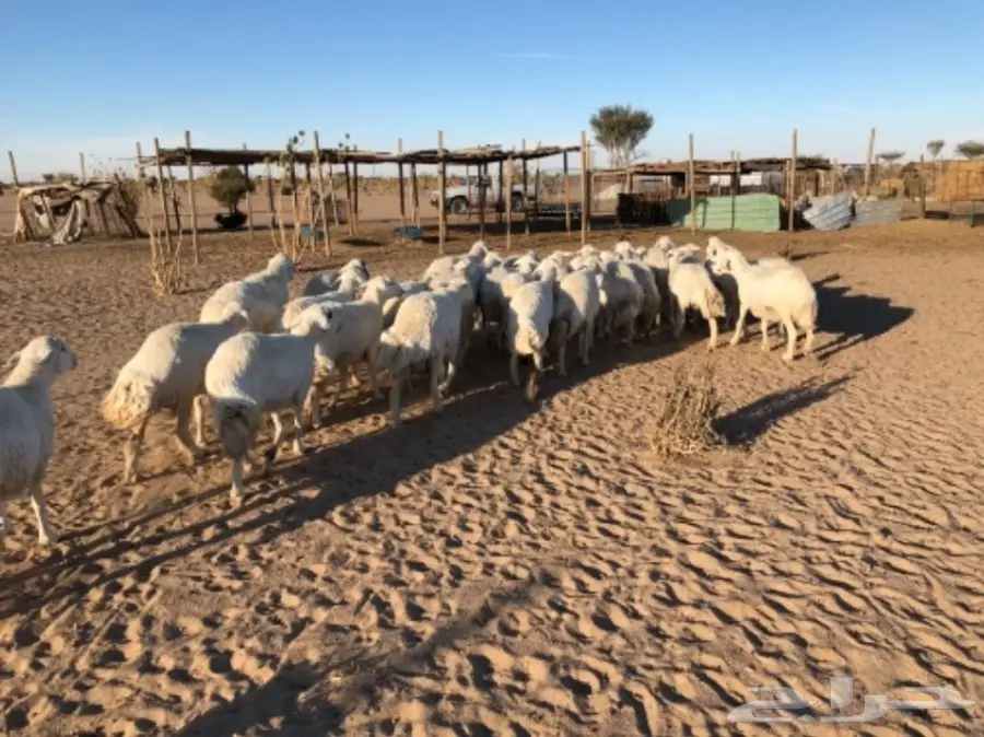 غنم للبيع عاجل أو البدل (image 4)