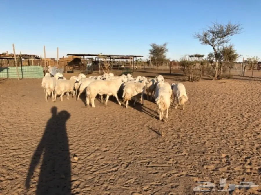 غنم للبيع عاجل أو البدل (image 5)