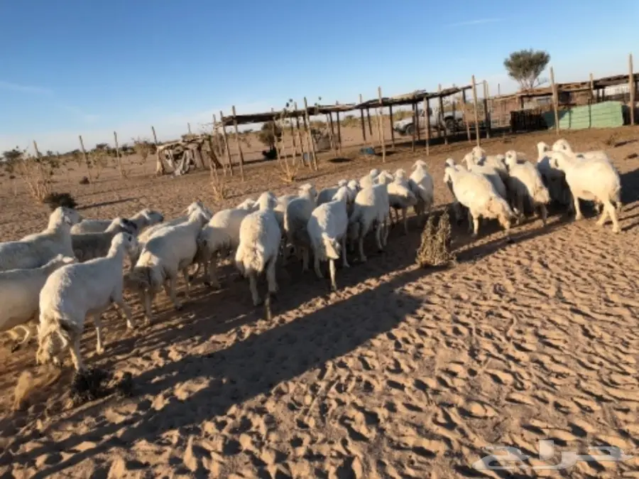 غنم للبيع عاجل أو البدل (image 6)