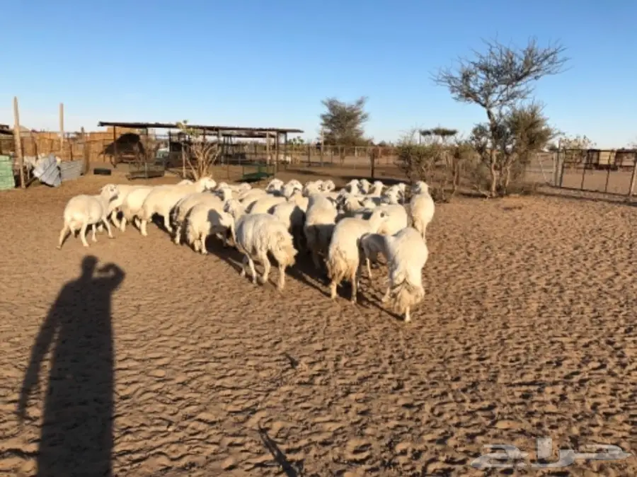 غنم للبيع عاجل أو البدل (image 7)