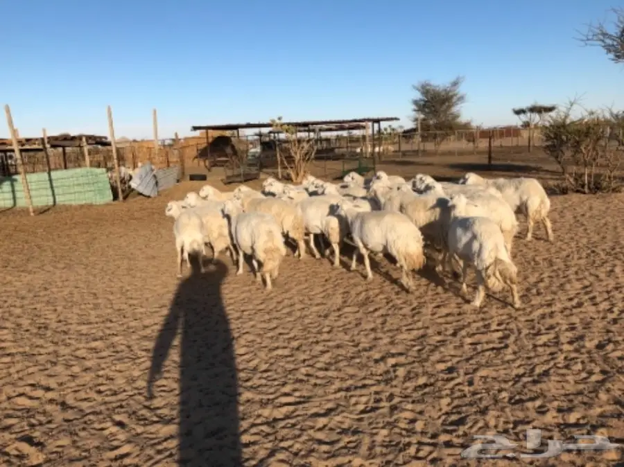 غنم للبيع عاجل أو البدل (image 8)