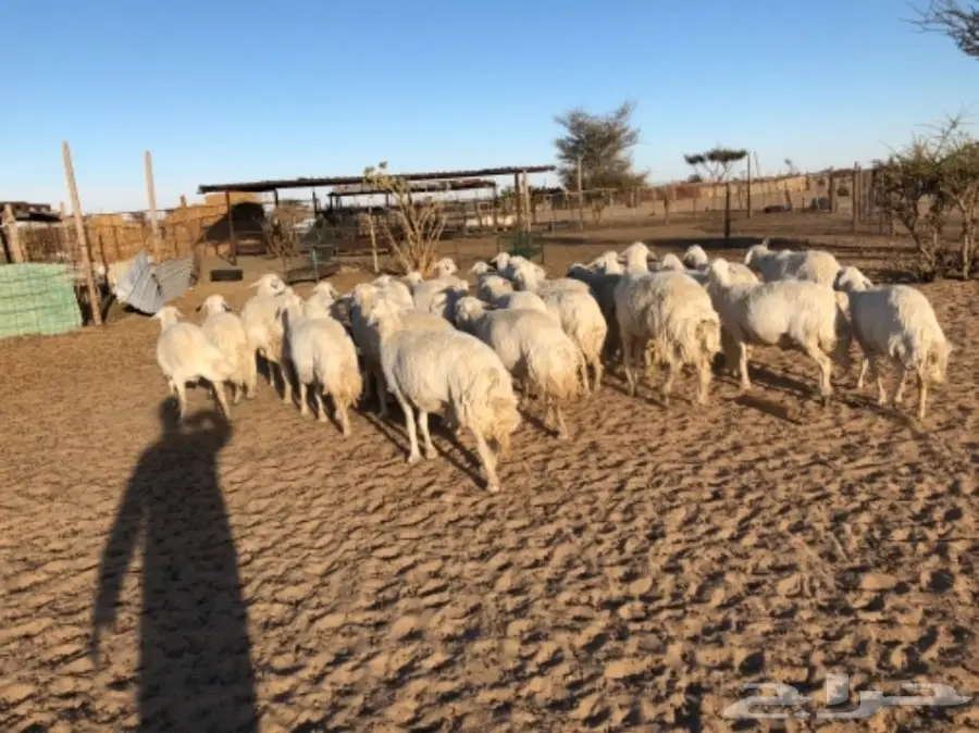 غنم للبيع عاجل أو البدل (image 9)