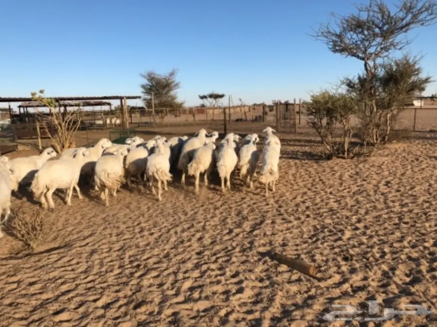غنم للبيع عاجل أو البدل (image 10)