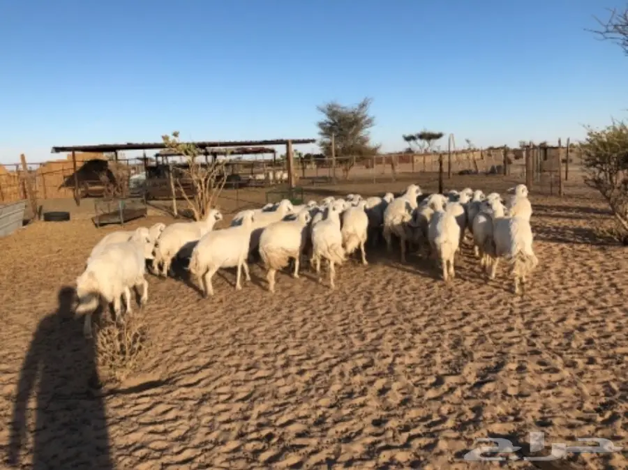 غنم للبيع عاجل أو البدل (image 11)
