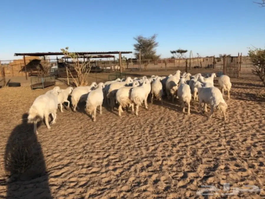غنم للبيع عاجل أو البدل (image 12)