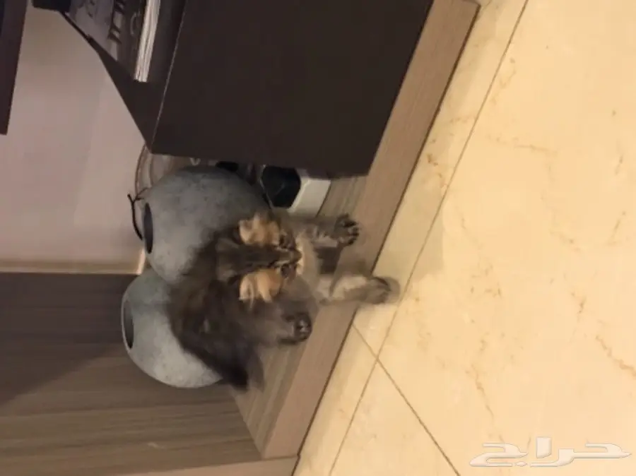 قطة صغيرة  (image 1)