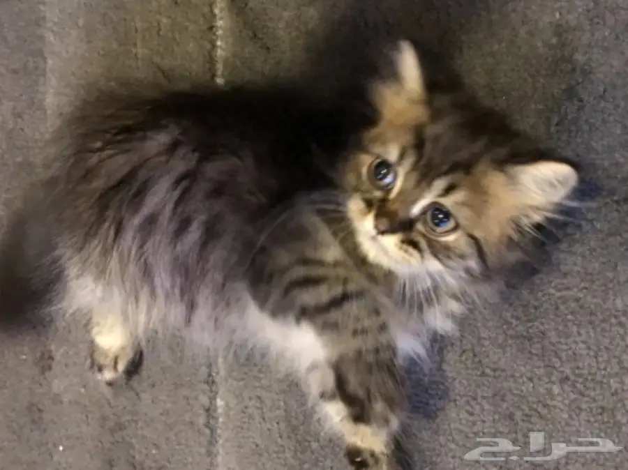 قطة صغيرة  (image 2)