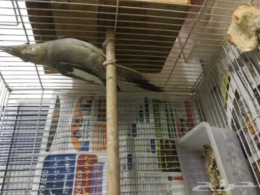 زرج كروان منتج 