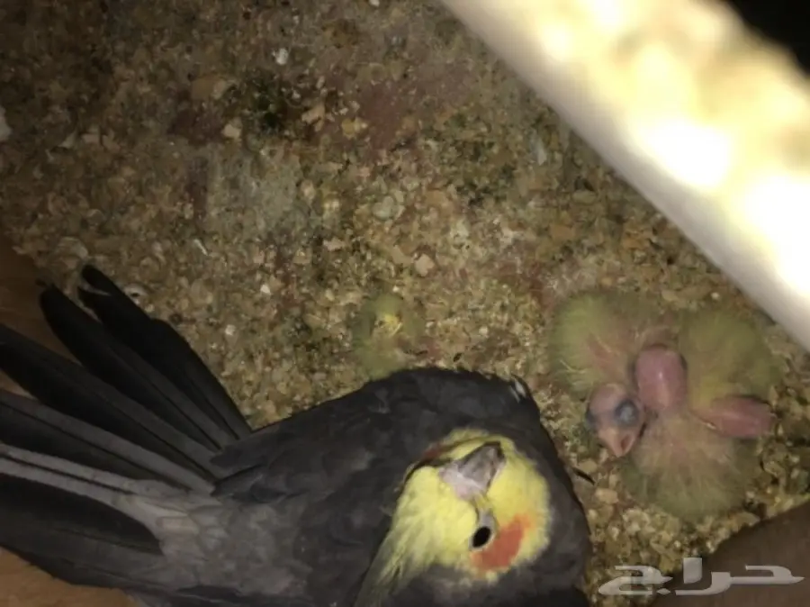 زرج كروان منتج  (image 2)