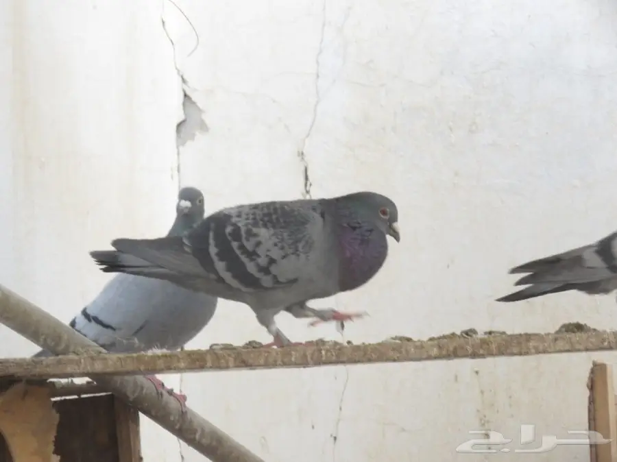 للبيع حمام مشكل بلدي وزاجل 30 جوز  (image 22)