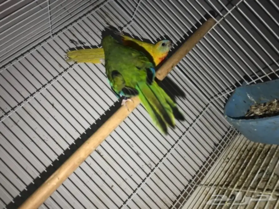 جوز براكيت (نادر) (image 1)