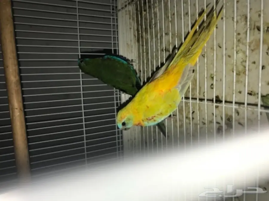 جوز براكيت (نادر) (image 2)