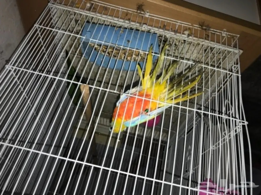 جوز براكيت (نادر) (image 3)