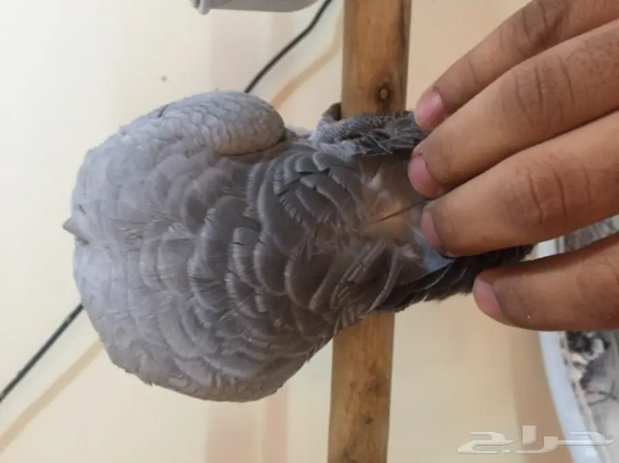 كاسكو هولندي متكلم واليف